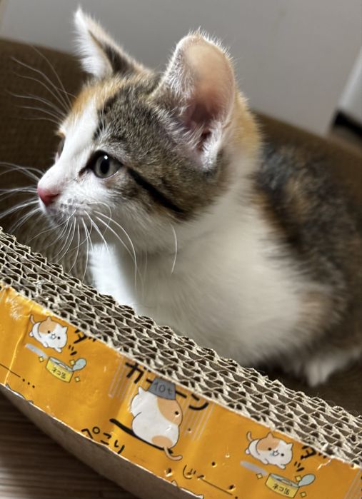 Ищу семью для милой девчонки