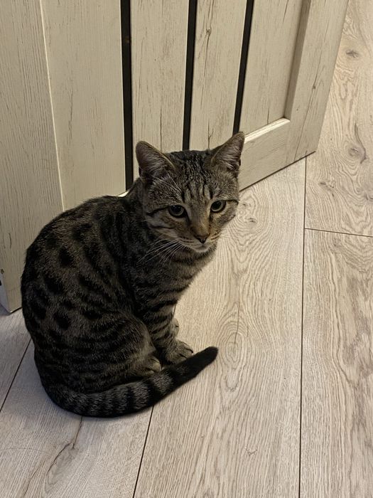 Вязка кот опытный