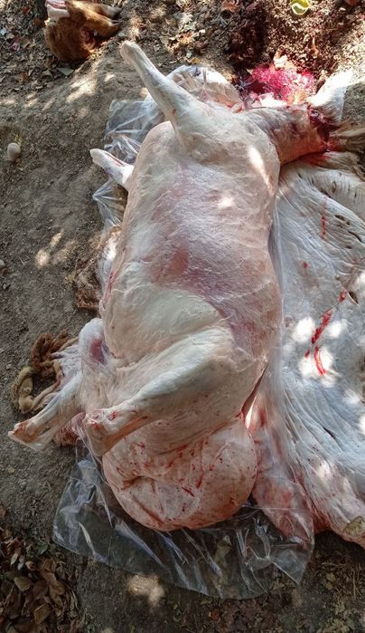 Қассоб - QASSOB - Мясник хизмати