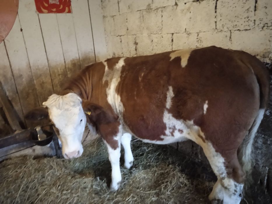 Vand juninca baltata romaneasca