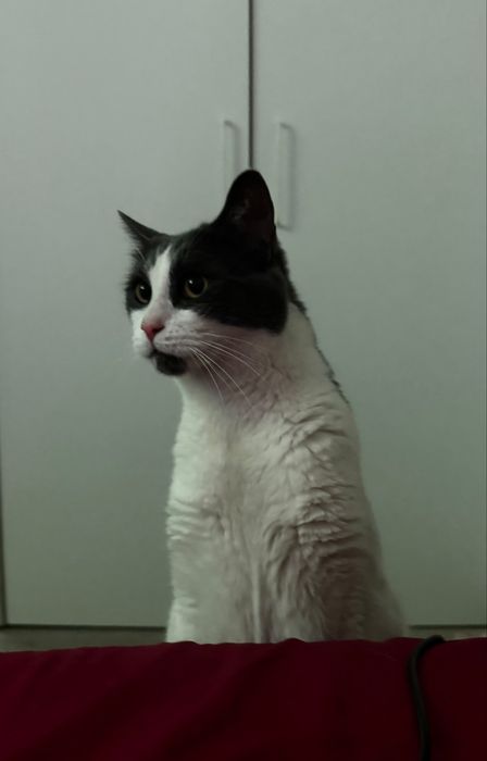 Pet sitting/Pet boarding