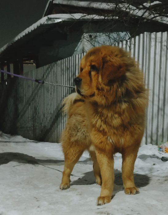 Щенки Тибетского мастифа