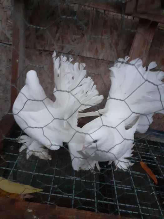 Vând porumbei voltați