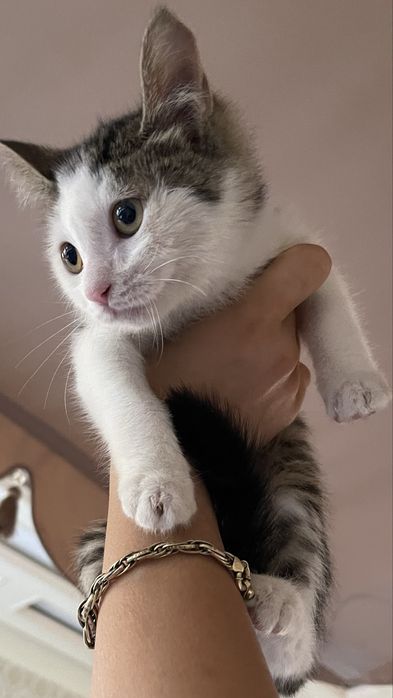 Отдам кошечку бесплатно