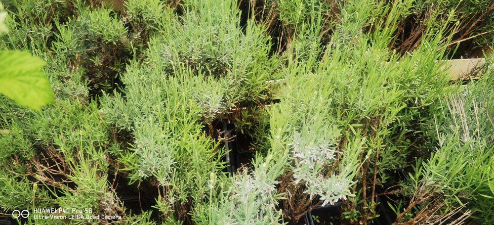 лавандула - Лилава При покупка на 5 бр  - 1 бой подарък