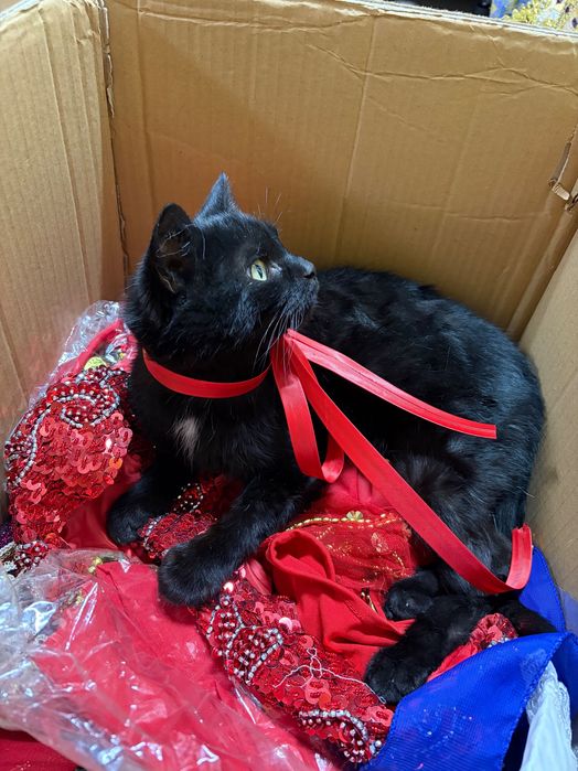 Отдам котенка в добрые руки.