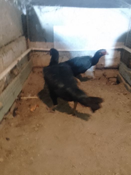 Жожа мокйонла сотилади кора тойла