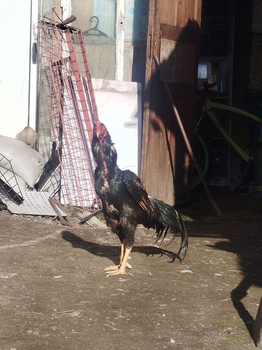 Дакан петух цык цык спать