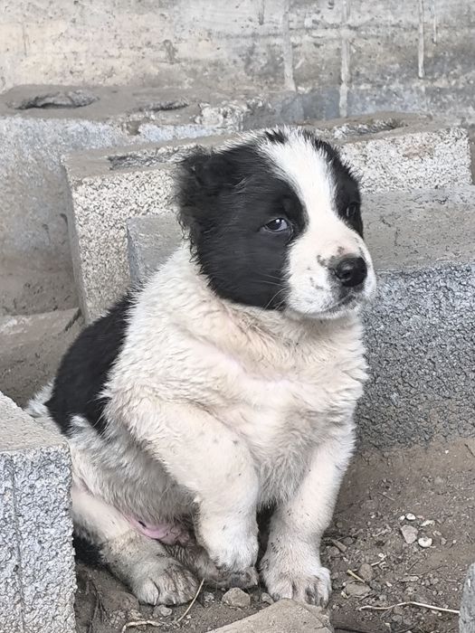 Щенки казахского тобета