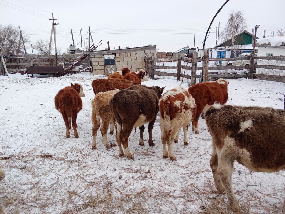 Бычки крс бұқа подсос