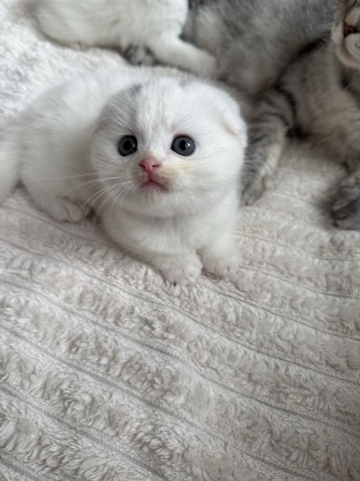 продается котята