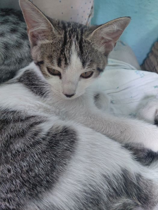 Котята. Все девочки. Ко всему приученные