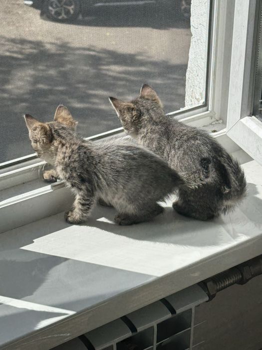 Отдам котят бесплатно