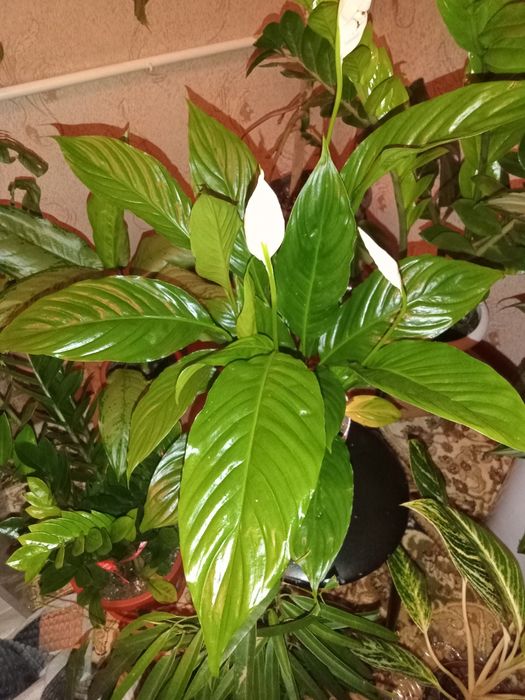 Продаю комнатные растения