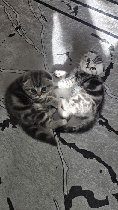 Шотландские вислоухие котята