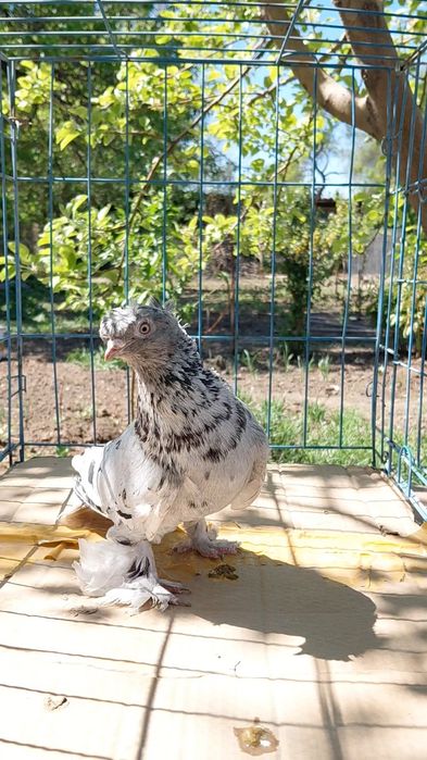 Голуби игровых кровей