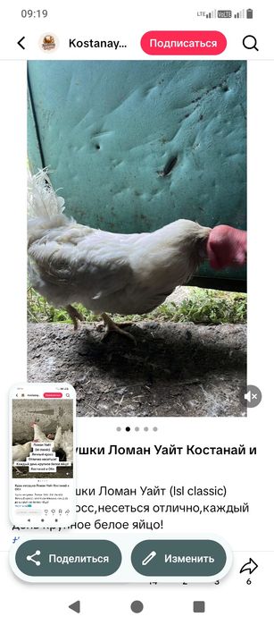 Продам куры несушка