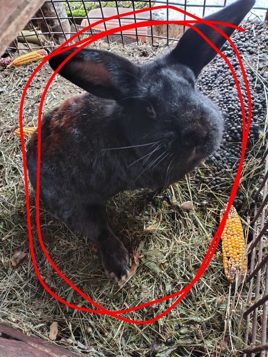 Vand 3 iepuri 1 gri și doi negri