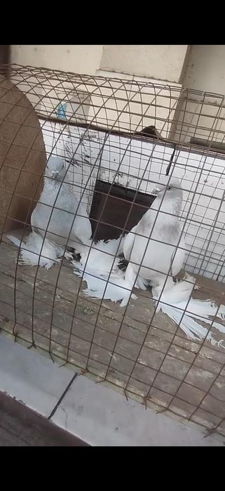 Голуби на гребле