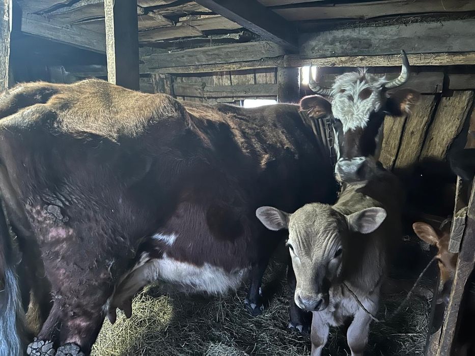 Продам корову дойная