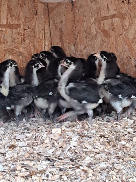 Pui australop negru