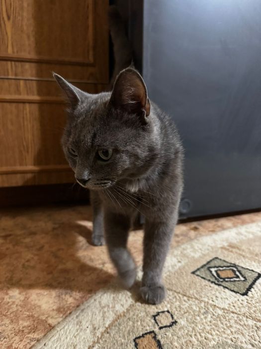 Веслоуха кошка мальчик