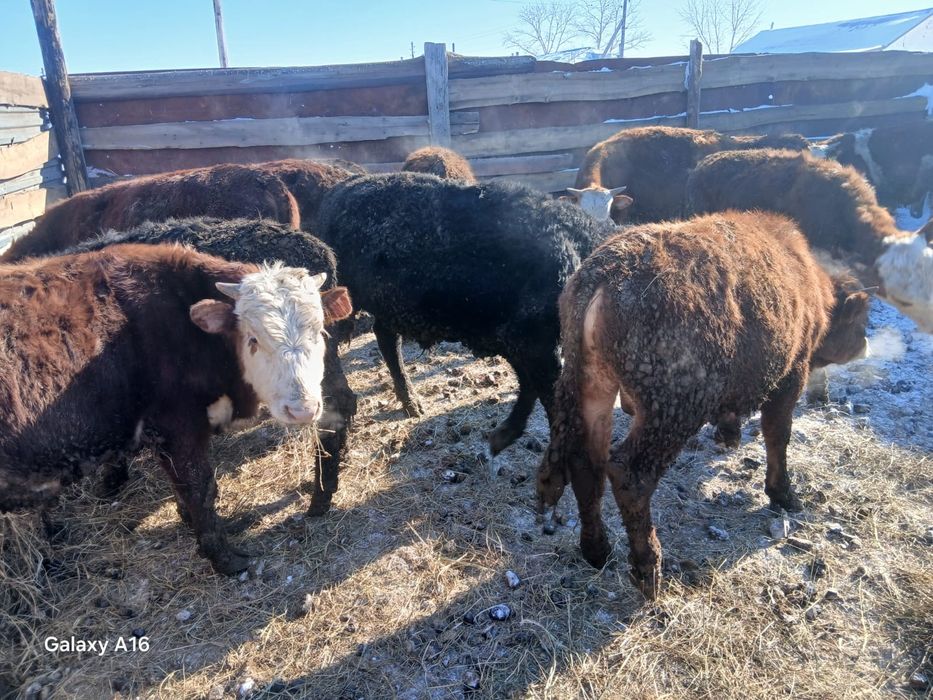 Продам бычков оптом