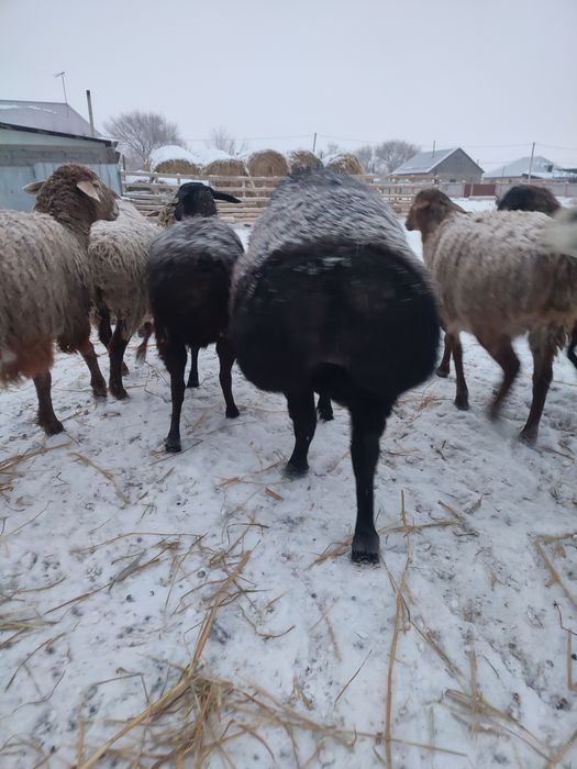 Қошқар сатылады тұқымдыққа