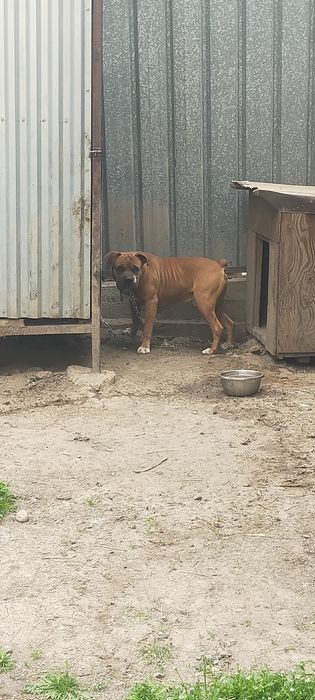 Продам кобеля немецкий боксер