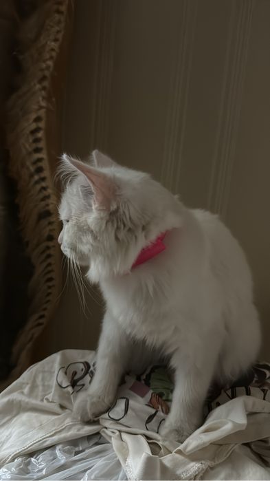 котенок 5месяцев