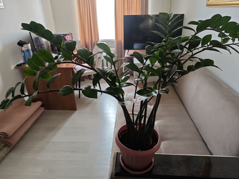 Продам долларовое дерево