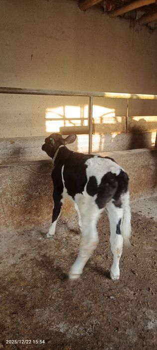 Golishten buzoq  sotiladi