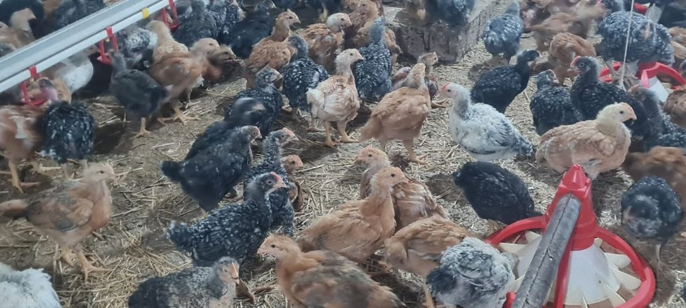 Pui de vânzare 15 lei buc oferim transport gratuit oriunde