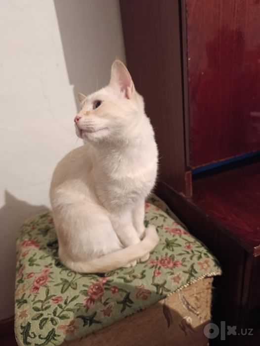 Отдадим кота в добрые руки