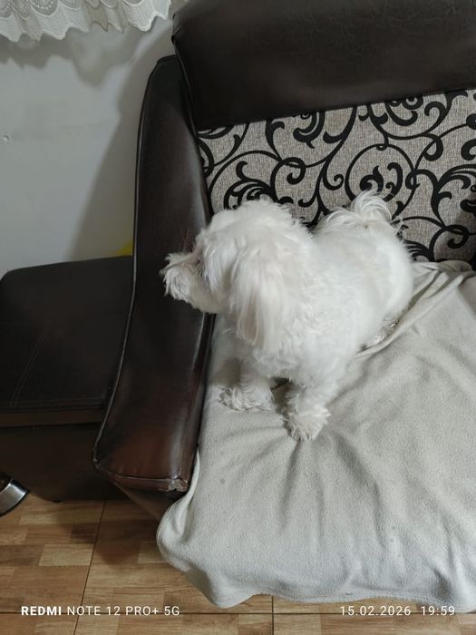 Ofer spre adopție-Bichon Maltez