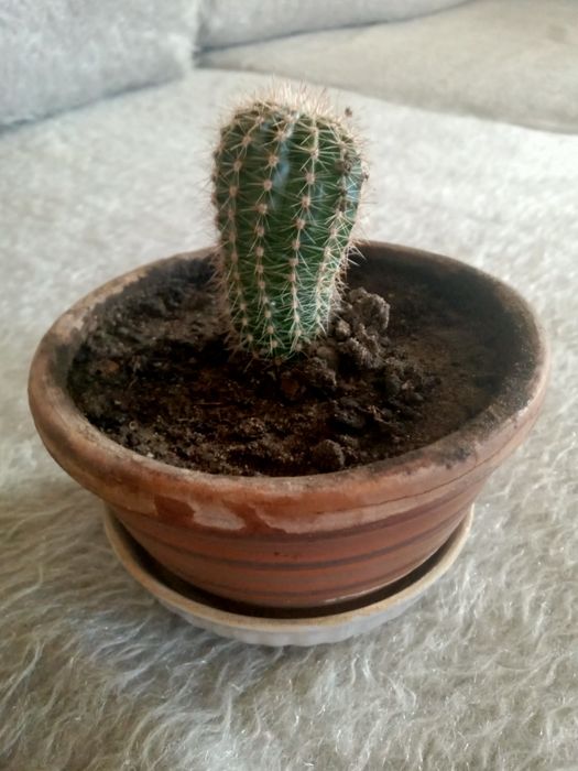 Комнатные растения.