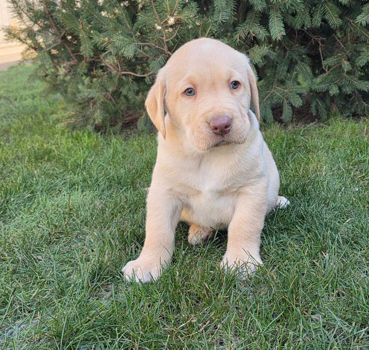 Labrador Retriever