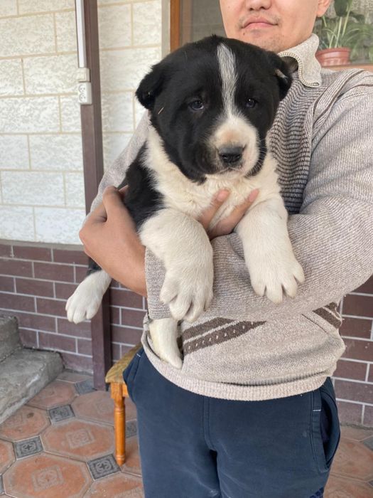 Элитные щенки алабая