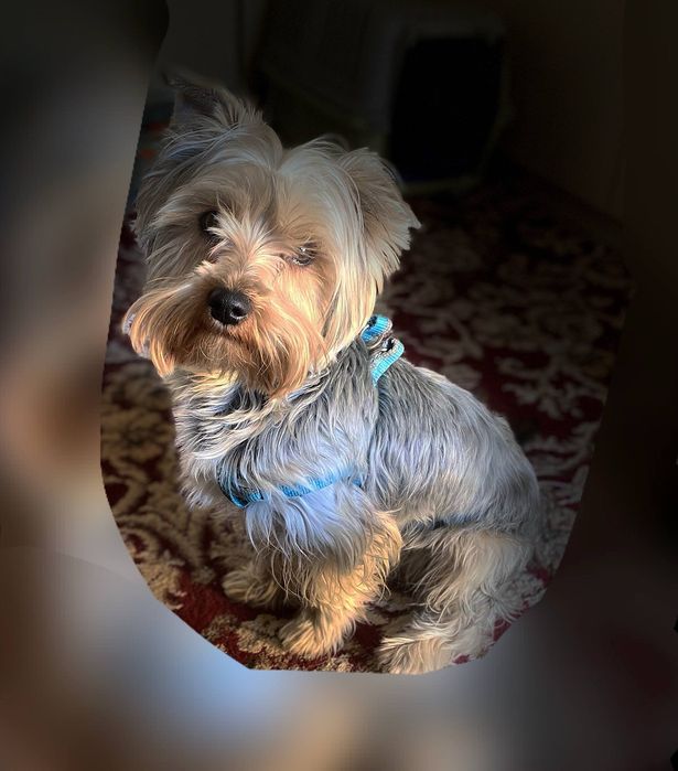 Продаётся Йоркширский терьер мальчик