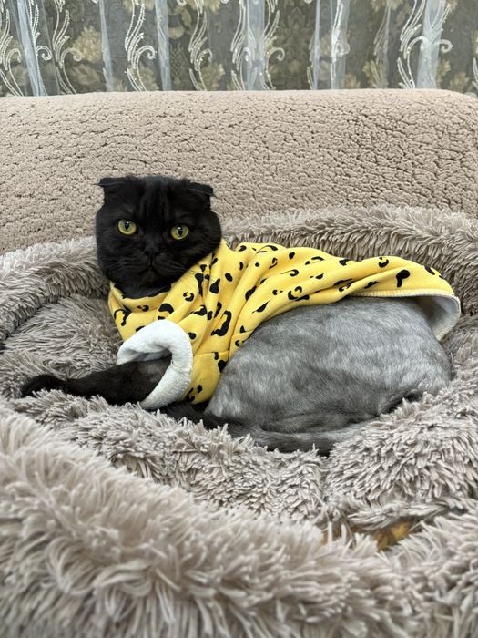 Кошечка, вислоухий шотландец