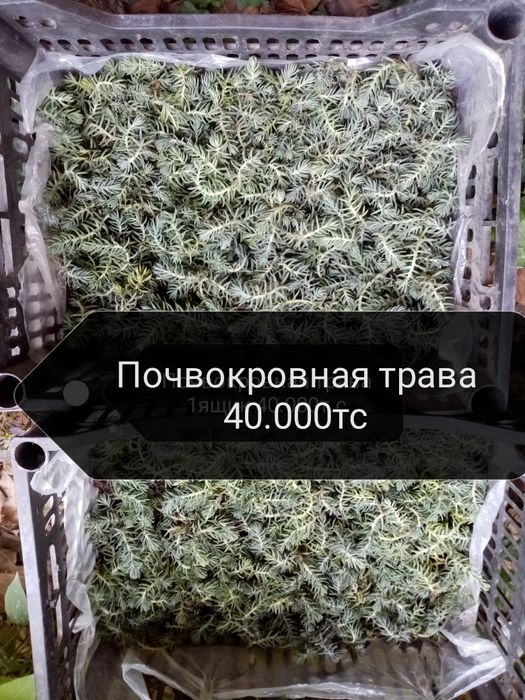 Продаётся почвокровная трава (ёлочка) трава