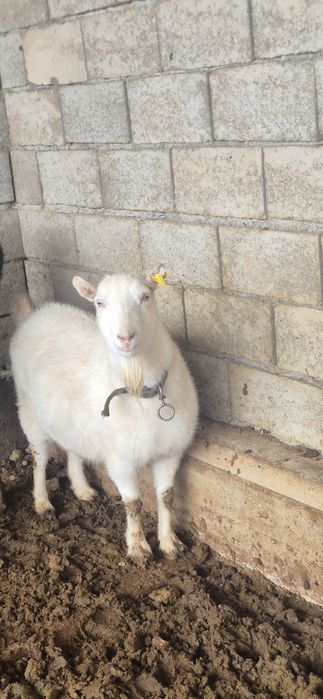 Орыс ешкі сатылады