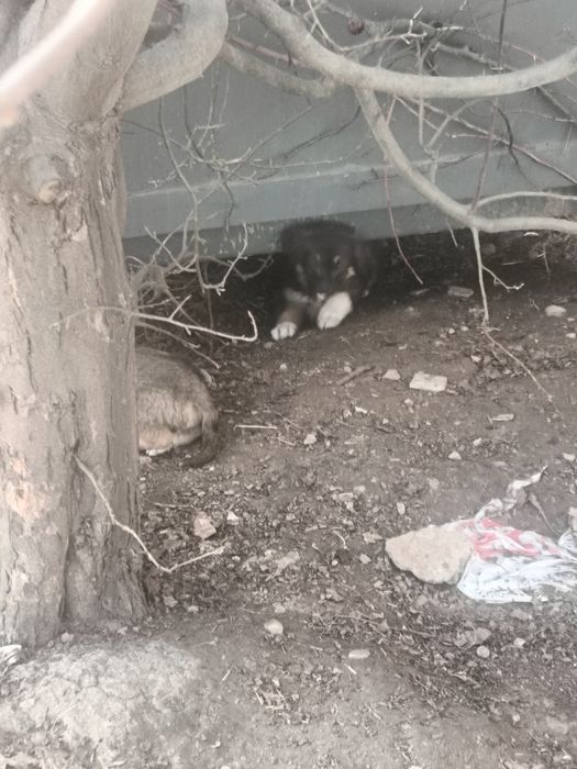 Отдам щенков в кыргауылды