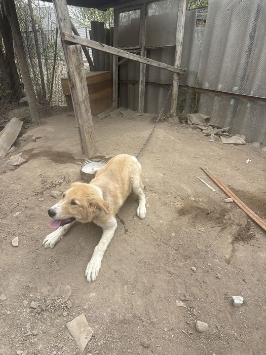 Щенок Кушык продается