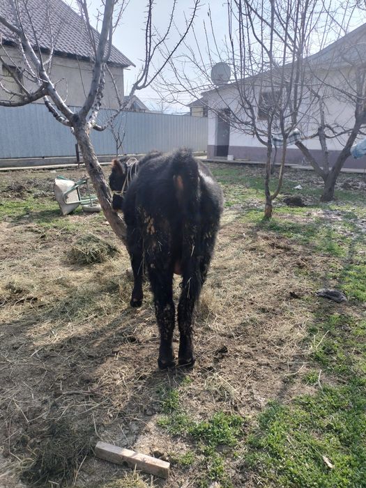 Бука сатылады парода швет