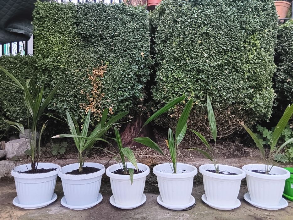 Студоустойчиви палми Трахикарпус