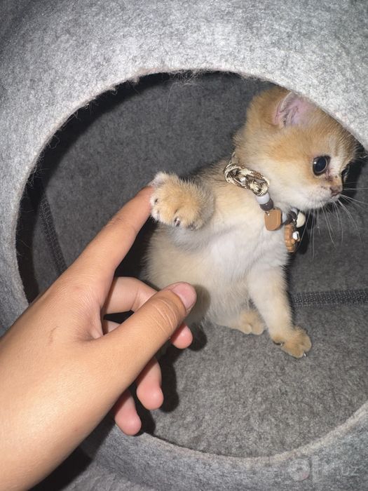 Продаётся очаровательный котёнок