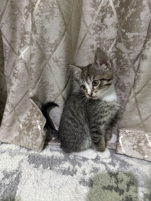 Котята мальчики отдам в добрые руки