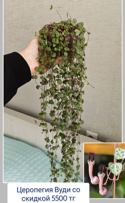 Церопегия эпипремнум комнатные цветы