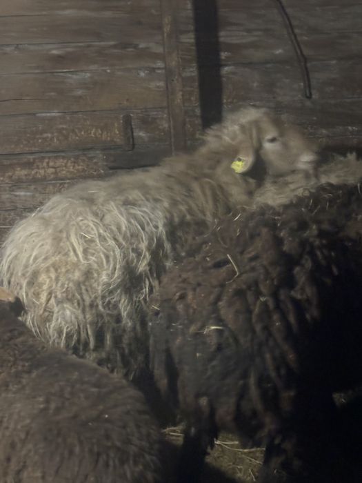 Продам кошкариков